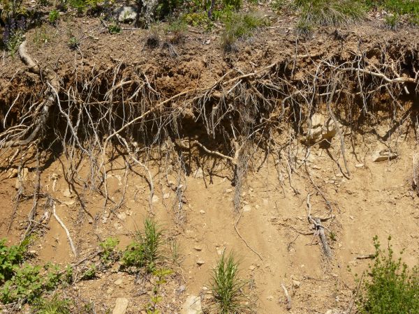 Texture of roots protruding from dry, brown dirt, with areas of green plants.